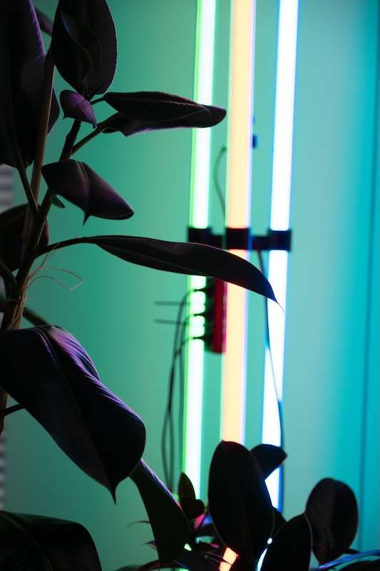 Close up of some plants in front of three different coloured LED-lamps: Green blue and Yellow.